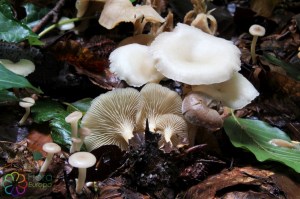 clitocybe phaeophthalma (3)